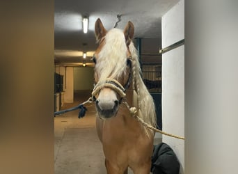 Haflinger, Wallach, 6 Jahre, 150 cm