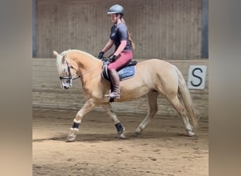 Haflinger, Wallach, 6 Jahre, 150 cm, Fuchs