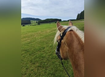 Haflinger, Wallach, 6 Jahre, 150 cm, Fuchs