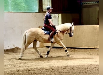 Haflinger, Wallach, 6 Jahre, 150 cm, Fuchs