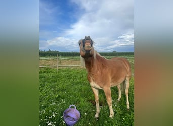 Haflinger, Wallach, 6 Jahre, 150 cm, Fuchs