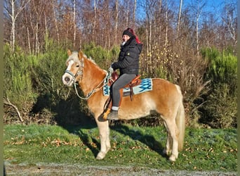 Haflinger, Wallach, 6 Jahre, 150 cm, Fuchs