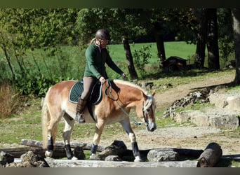 Haflinger, Wallach, 6 Jahre, 150 cm, Fuchs