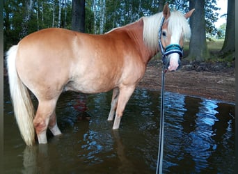 Haflinger, Wallach, 6 Jahre, 150 cm, Fuchs