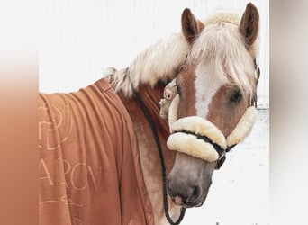 Haflinger, Wallach, 6 Jahre, 150 cm, Fuchs