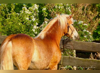 Haflinger, Wallach, 6 Jahre, 150 cm, Hellbrauner