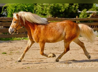 Haflinger, Wallach, 6 Jahre, 150 cm, Hellbrauner