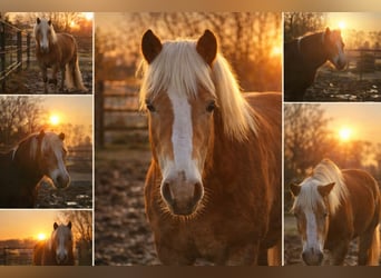 Haflinger, Wallach, 6 Jahre, 150 cm, Hellbrauner