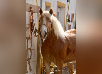 Haflinger, Wallach, 6 Jahre, 150 cm, Hellbrauner