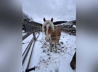 Haflinger, Wallach, 6 Jahre, 151 cm, Fuchs