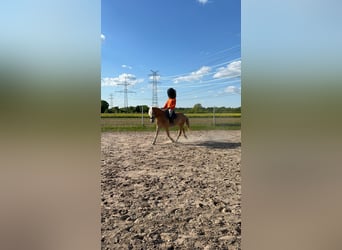Haflinger, Wallach, 6 Jahre, 152 cm