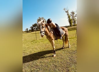 Haflinger, Wallach, 6 Jahre, 152 cm