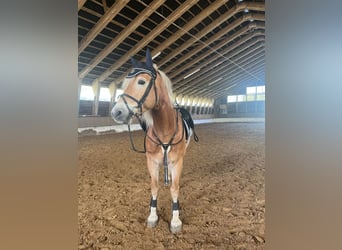 Haflinger, Wallach, 6 Jahre, 152 cm, Palomino