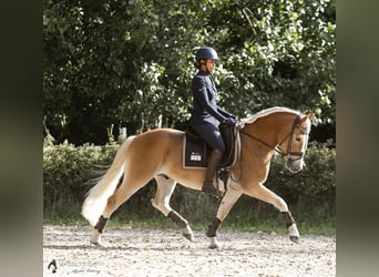 Haflinger, Wallach, 6 Jahre, 153 cm