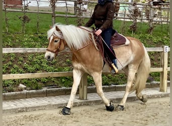 Haflinger, Wallach, 6 Jahre, 154 cm, Fuchs
