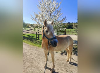 Haflinger, Wallach, 6 Jahre, 154 cm, Fuchs