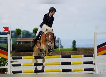 Haflinger, Wallach, 6 Jahre, 154 cm, Fuchs