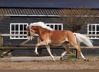 Haflinger, Wallach, 6 Jahre, 155 cm, Fuchs