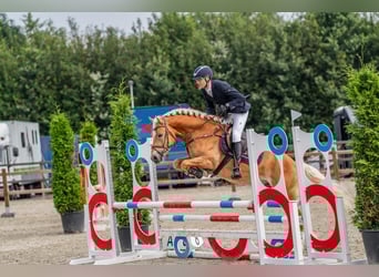 Haflinger, Wallach, 6 Jahre, 155 cm, Fuchs