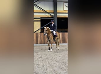 Haflinger, Wallach, 6 Jahre, 155 cm, Fuchs