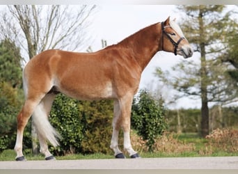 Haflinger, Wallach, 6 Jahre, 155 cm, Fuchs
