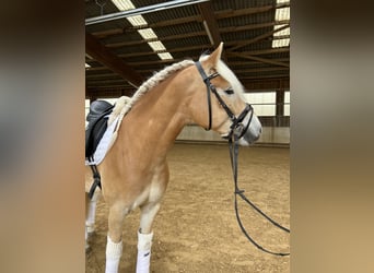 Haflinger, Wallach, 6 Jahre, 155 cm, Fuchs