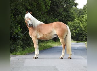 Haflinger, Wallach, 6 Jahre, 155 cm, Fuchs