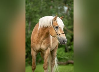 Haflinger, Wallach, 6 Jahre, 158 cm, Fuchs