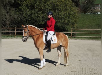 Haflinger, Wallach, 6 Jahre, 159 cm, Fuchs