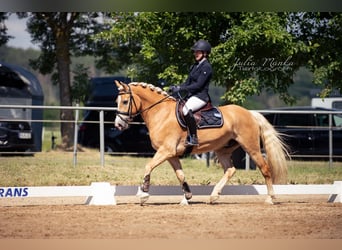 Haflinger, Wallach, 6 Jahre