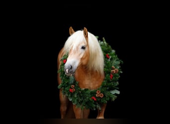 Haflinger, Wallach, 6 Jahre