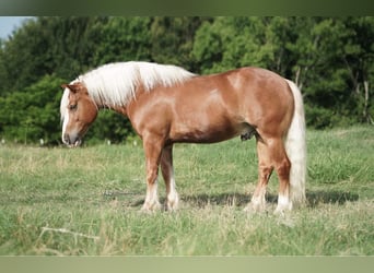 Haflinger, Wallach, 7 Jahre, 142 cm, Rotfuchs