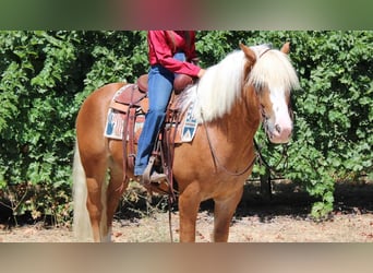 Haflinger, Wallach, 7 Jahre, 142 cm, Rotfuchs
