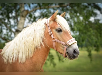Haflinger, Wallach, 7 Jahre, 143 cm