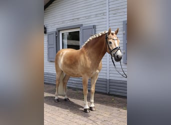 Haflinger, Wallach, 7 Jahre, 146 cm, Fuchs