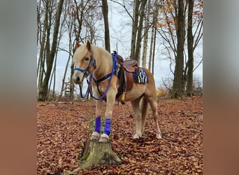 Haflinger, Wallach, 7 Jahre, 146 cm, Fuchs