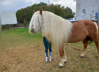 Haflinger, Wallach, 7 Jahre, 148 cm, Fuchs