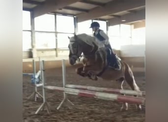 Haflinger, Wallach, 7 Jahre, 148 cm, Fuchs