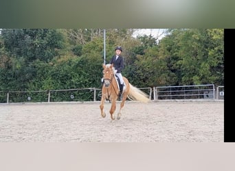 Haflinger, Wallach, 7 Jahre, 148 cm, Fuchs