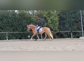Haflinger, Wallach, 7 Jahre, 148 cm, Fuchs