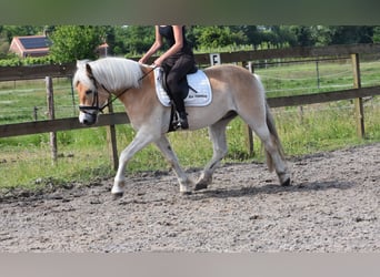 Haflinger, Wallach, 7 Jahre, 149 cm