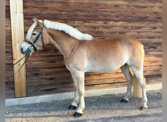 Haflinger, Wallach, 7 Jahre, 149 cm, Fuchs