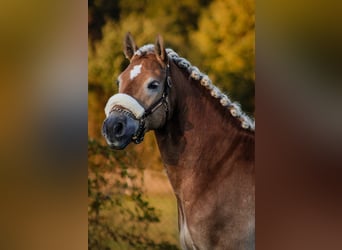 Haflinger, Wallach, 7 Jahre, 150 cm, Fuchs