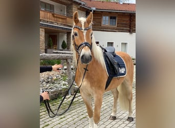 Haflinger, Wallach, 7 Jahre, 150 cm, Fuchs