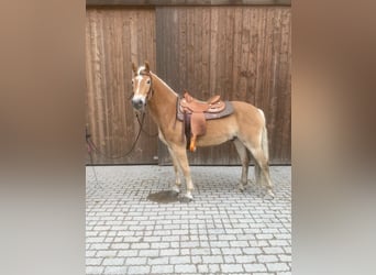 Haflinger, Wallach, 7 Jahre, 150 cm, Fuchs