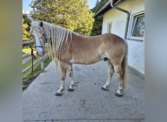Haflinger, Wallach, 7 Jahre, 152 cm, Fuchs