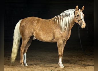 Haflinger, Wallach, 7 Jahre, 152 cm, Palomino