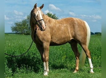 Haflinger, Wallach, 7 Jahre, 152 cm, Palomino