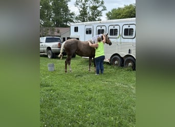Haflinger, Wallach, 7 Jahre, 152 cm, Palomino