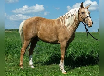 Haflinger, Wallach, 7 Jahre, 152 cm, Palomino